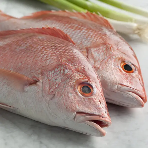 Red Snapper Clean 3P