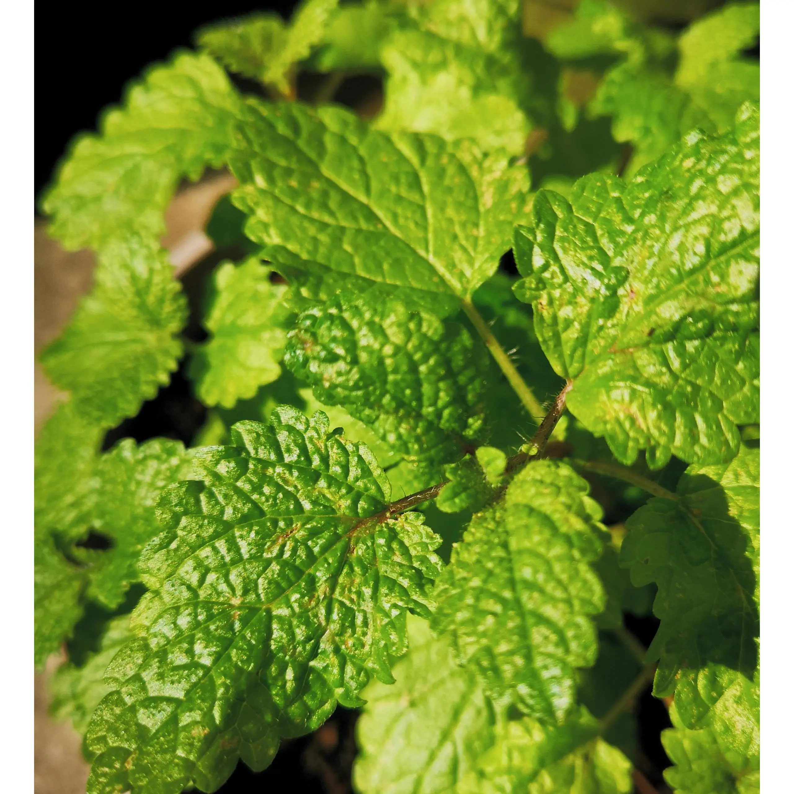 Herb seeds 'LEMON BALM' Melissa Officinalis ORGANIC