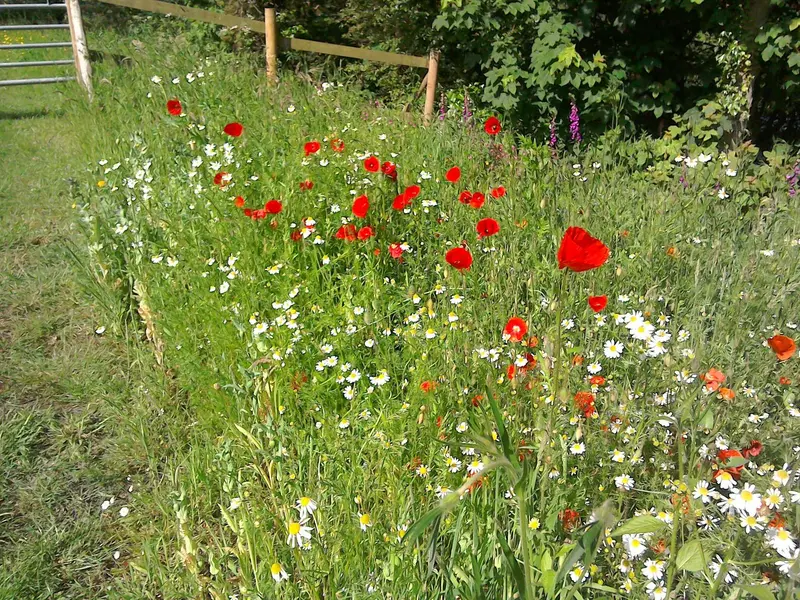 Wild Flower - Red Common Field (Flanders) Poppy - Papaver rhoeas - 20000 Seed 0