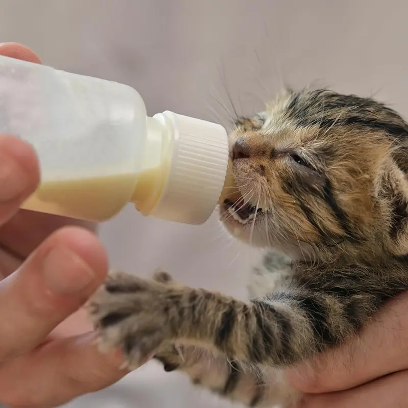 Kitten Bottles, Pet Feeding Syringe Nipple Bottles, Puppy Kitten Whelping Kit, for Puppy Squirrels Rabbit and Other Newborn Pets 3