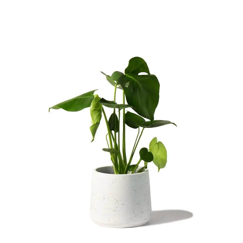 Swiss Cheese Plant Indoor Houseplant - Perfect for Home and Office 0