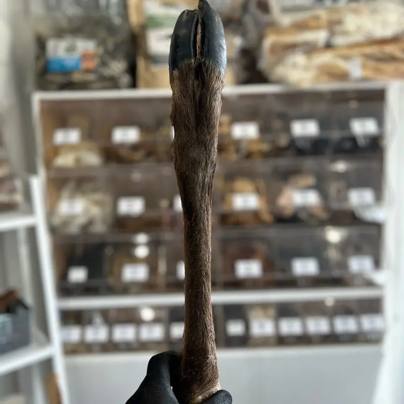 Large hairy deer leg 0