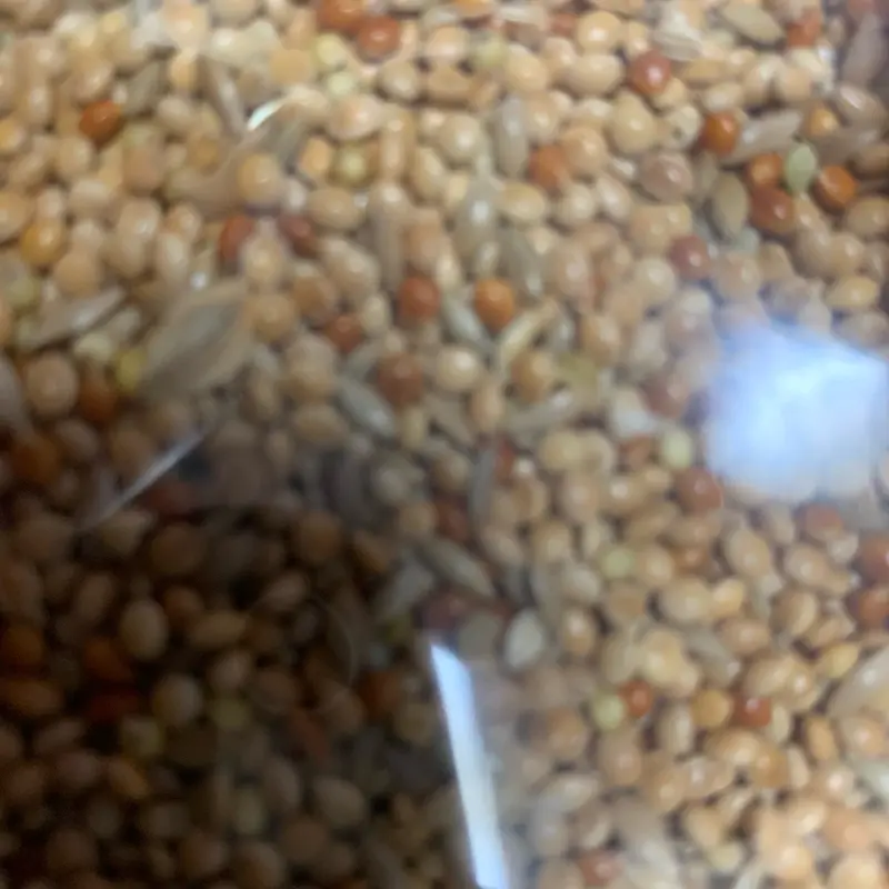 Budgie bird seed mix  A bird seed mix ideal for budgies birds 2