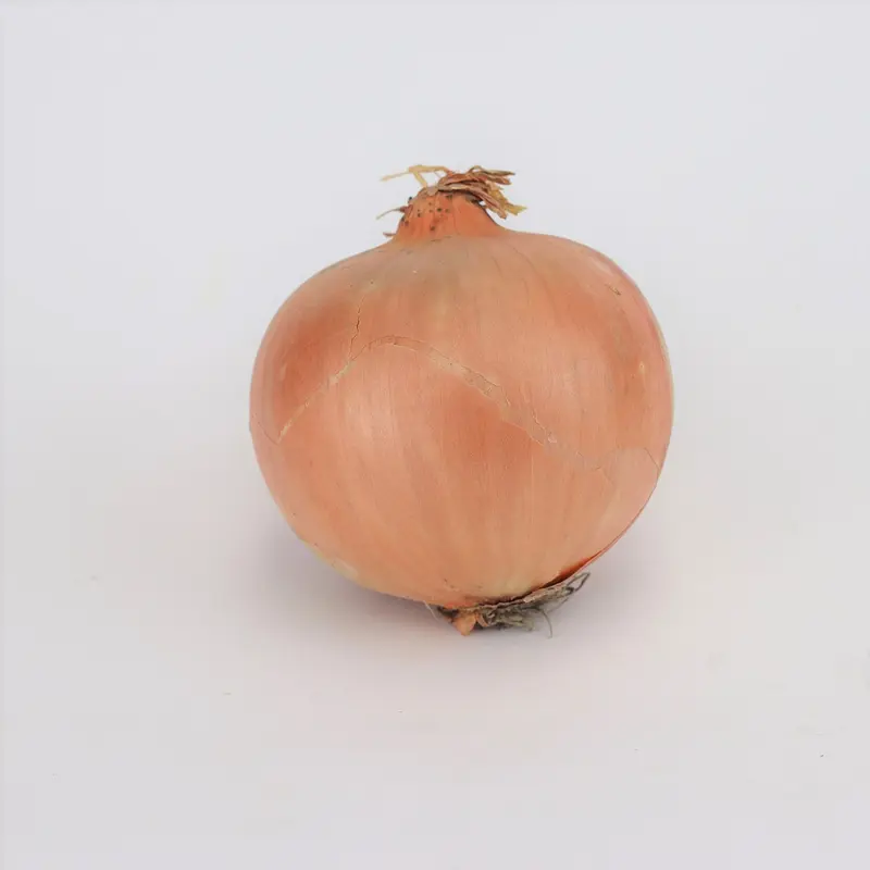 Brown onion x 1 0