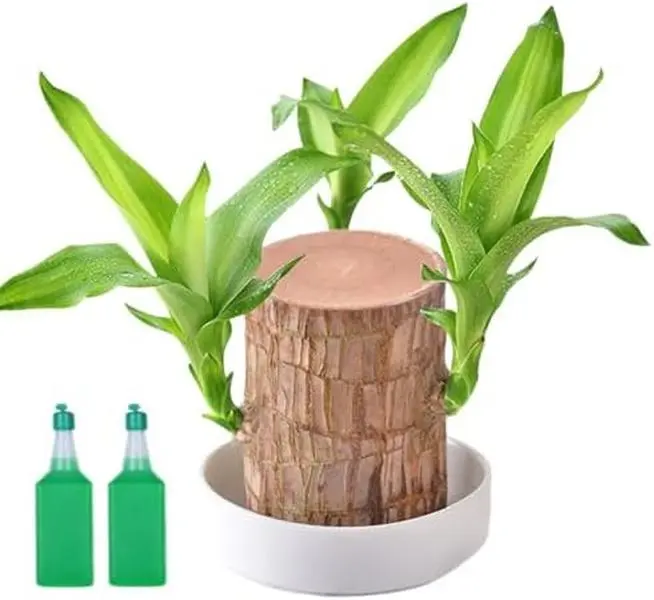 Mini Brazil Lucky Wood,Brazilian Lucky Wood for Office,Purifying Indoor Air Brazilian Hydroponic Wood,Tree Stump,Sprouting Lucky Bam-boos Wood for Desk Decor,Ma-gic Sprouting Lucky Bam-Boo Wood