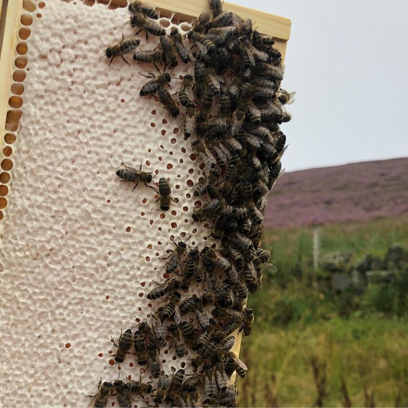 Delicious all natural British Honey with a chunk of Honey Comb in every jar - Direct from the beekeeper 4