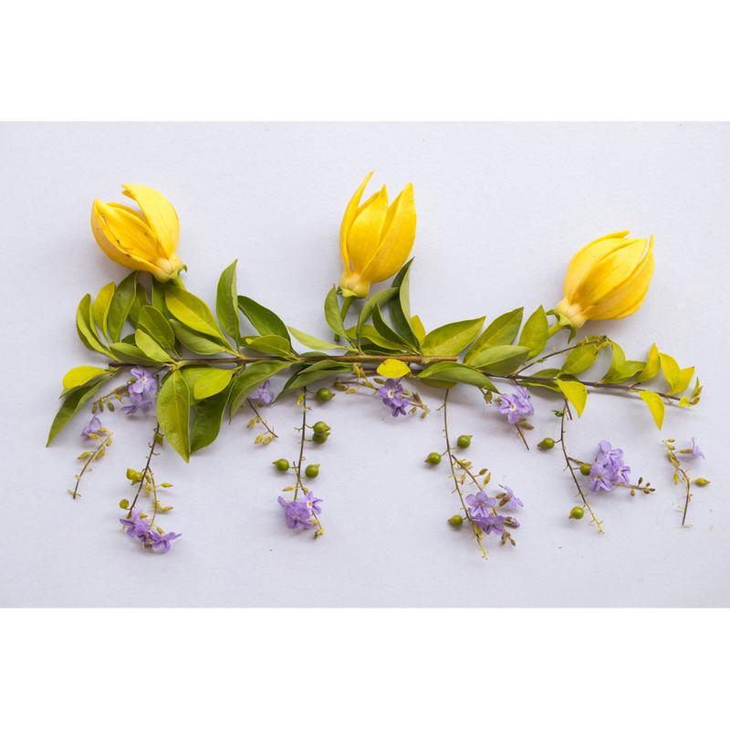 Organic Ylang Ylang Essential Oil, 10ml 3