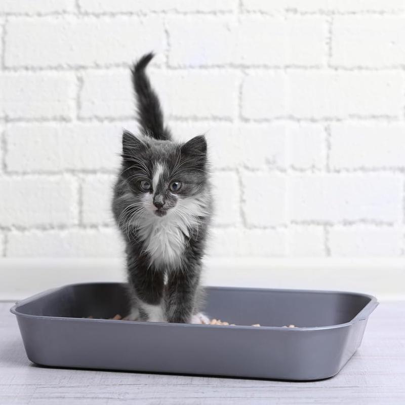 Light & Hygienic Recycled Paper Granules Cat Litter 12 Litre 5