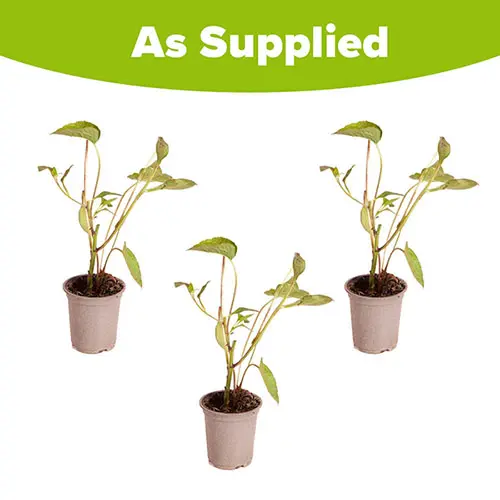 3 x Rudbeckia 'Goldsturm', Established Plants in 9cm Pots, Long-Flowering 6