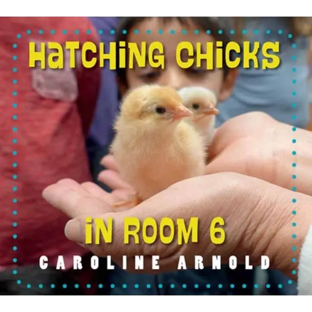 Hatching Chicks in Room 6 - Paperback Book - by Caroline Arnold - 9781623542689 - Charlesbridge Publishing,U.S.