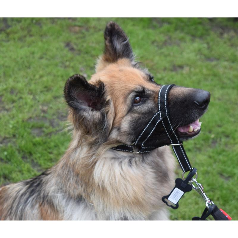 Reflective Padded Head Collar | Dog Training Halter Stops Dog Pulling Behaviour | Outdoor Hi-vis | Large, Small Dogs | Champion 0