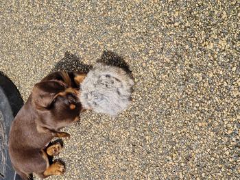 Product Review of Rabbit Ball from K**y L**5 0