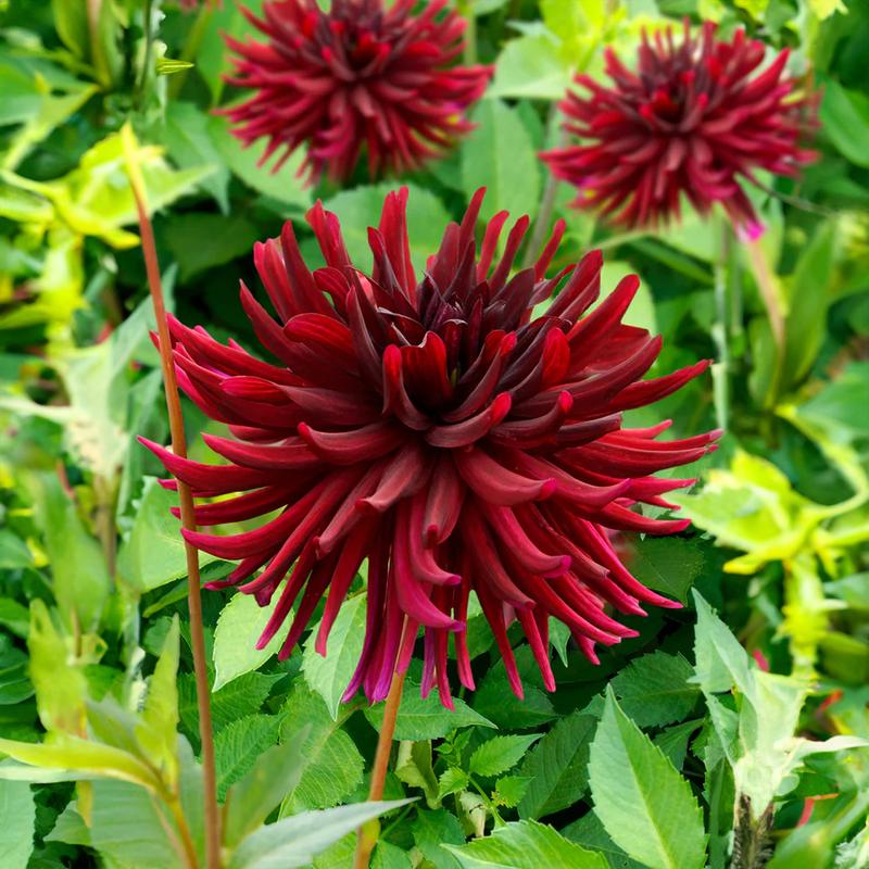 Dahlia Nuit D'Été (Dahlia Pinnata) 1x Spring Planting Flower Bulb for Planting in UK Now in Spring & Summer by Jamieson Brothers 0