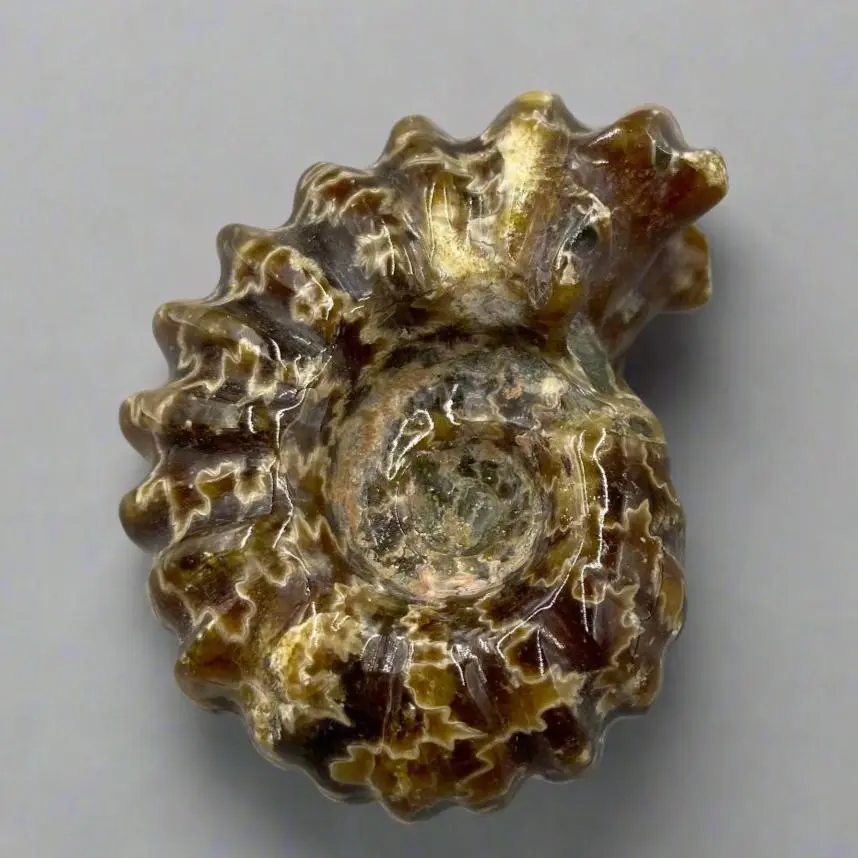 Real Ammonite Fossil 3-4cm, Douvilleiceras Specimen, Polished Agatized Ammonite Fossil, Ramshorn Snail, Amber Fossil