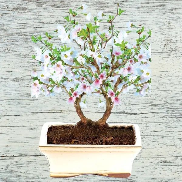 Twin-Trunked Flowering Cherry Blossom (Sakura / Prunus) Bonsai in Cream Pot- The Flight of the Butterfly Tree (Deciduous, Outdoor Bonsai)