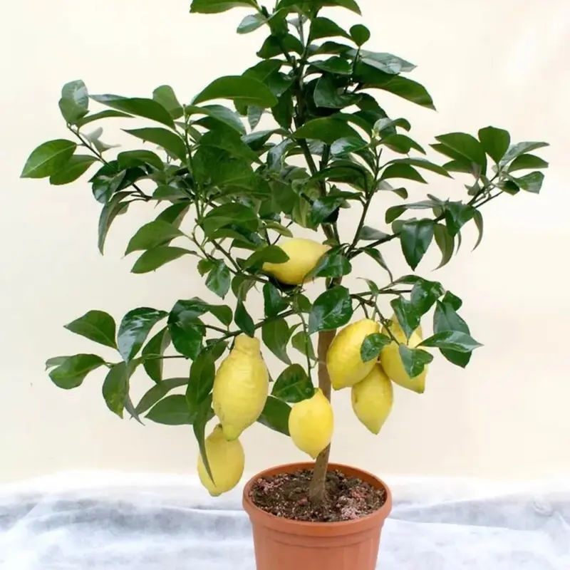 10 Organic Juicy Yellow Lemon Plant Seeds (UK Seller) - Grow Your Own 0