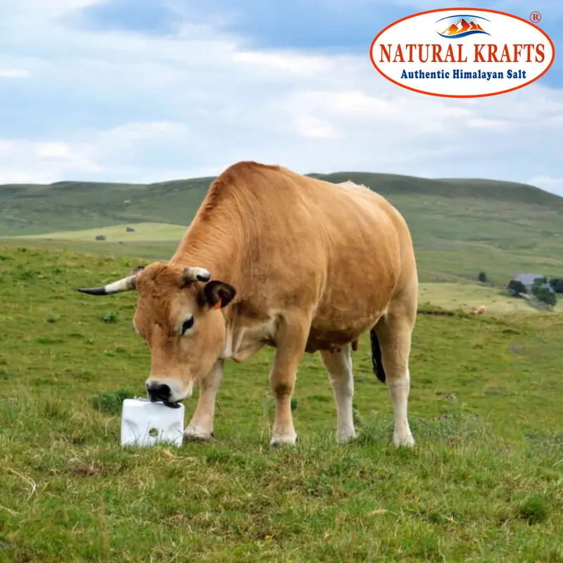 Natural Krafts Himalayan Rock Salt Lick Blocks - 4 Count (2-2.5 kg Each) for Enhanced Livestock Health and Vitality 3