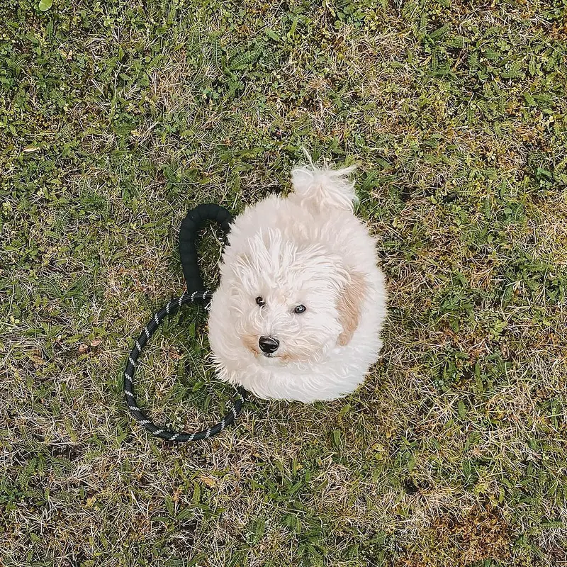 Dog Rope Lead With Reflective Stitching and Padded Handle 5