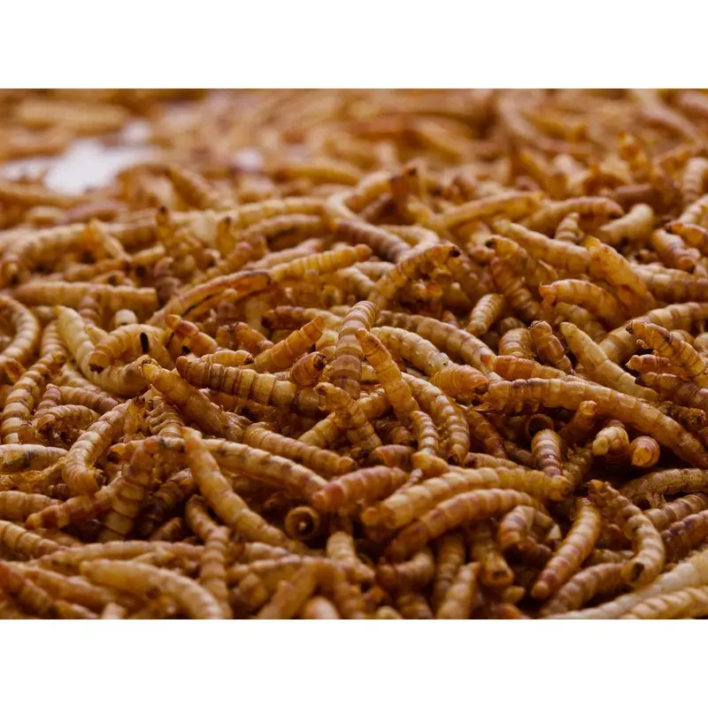 1.5Kg Tub of Chubby Dried Mealworms 6