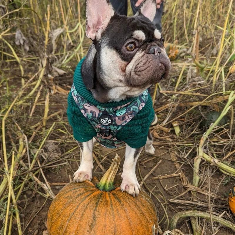 The Dog Shack Sid The Sloth Dog Harness & Matching Accessories / pick your item x1 basset hound 2
