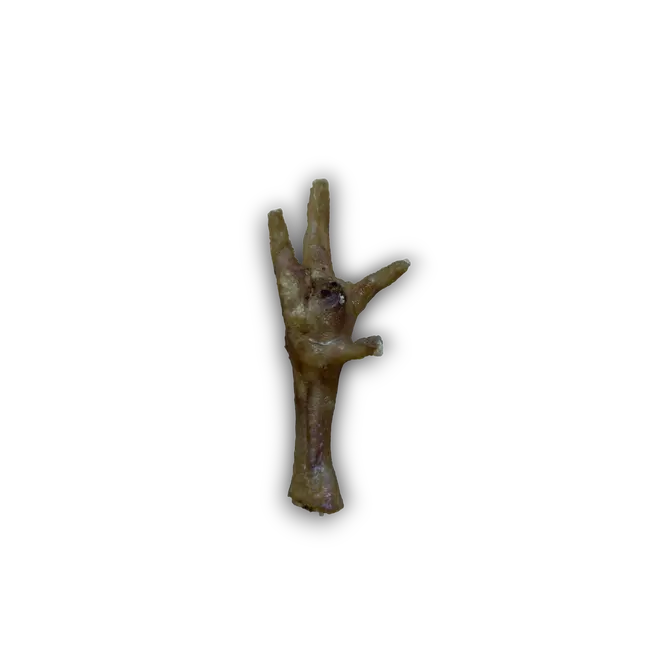 Chicken Foot