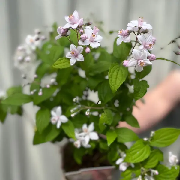 Deutzia 'Mont Rose': Elegant Pink Flowering Shrub for Stunning Gardens 3