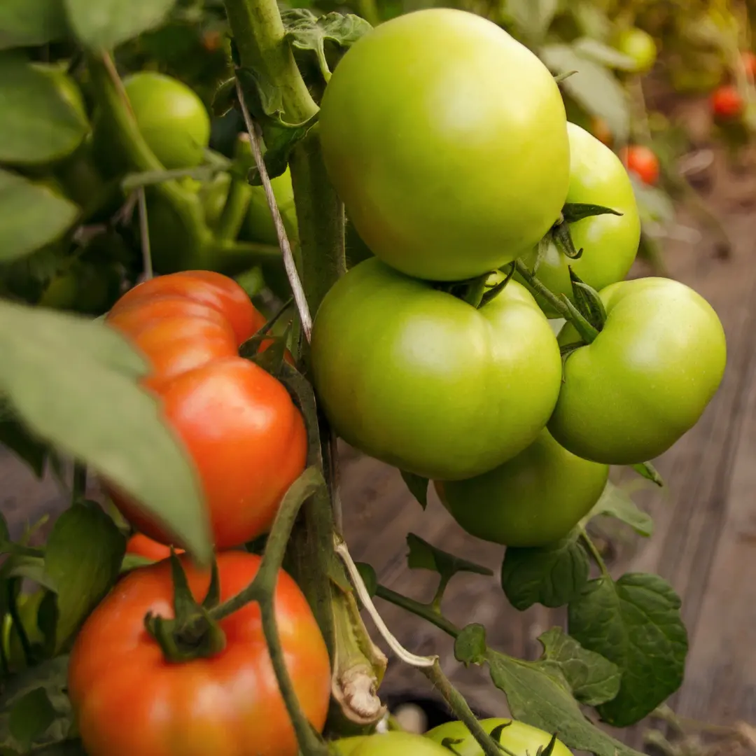 Organic Tomato 'Jani' Seeds