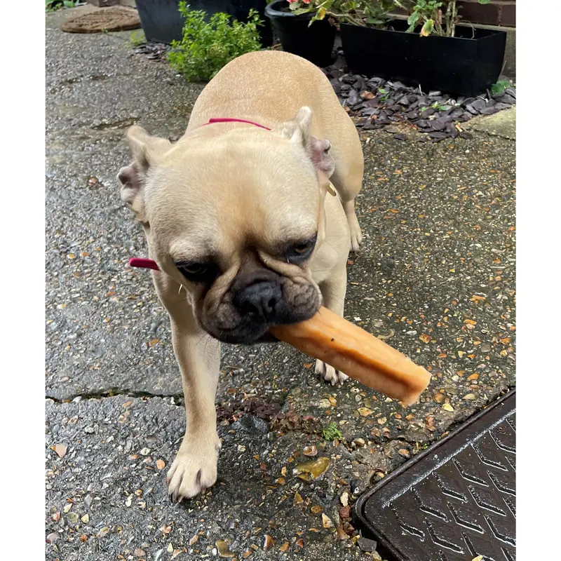 Yak Dog Chews | Himalayan Yak Milk Chew | Long Lasting | Natural Yak Chews Treat 5