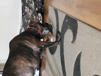 Product Review of 24cm Beef Trachea for Dogs - Healthy and Long-Lasting Snack from s**3 0