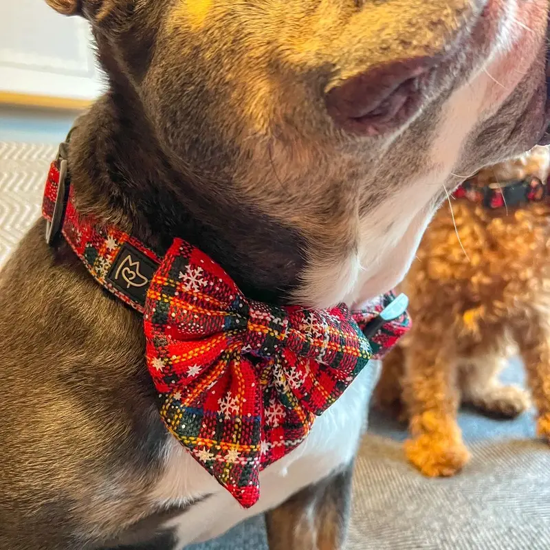 Bew Dogs Tartan Collar and Bow Set for Dogs and Cats - XS to XL Sizes Available 2