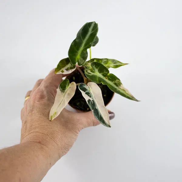 Alocasia 'Bambino Arrow Pink Variegata' Ø7cm H10cm 7