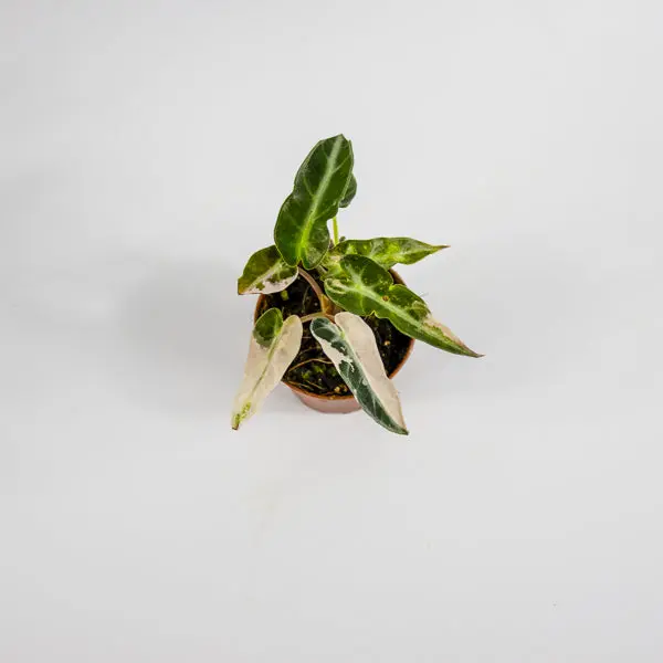 Alocasia 'Bambino Arrow Pink Variegata' Ø7cm H10cm 4
