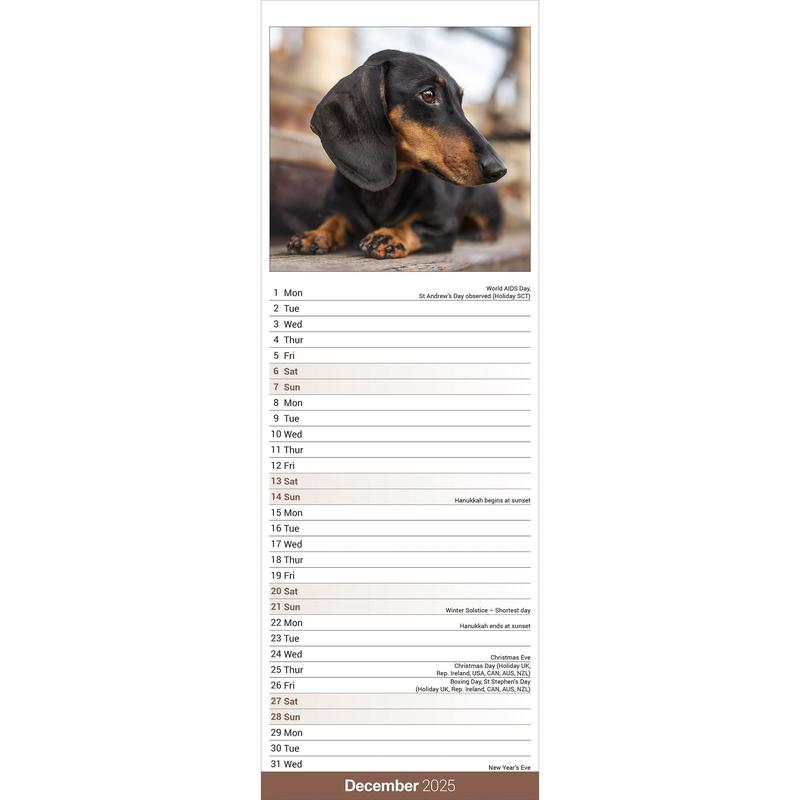 Dachshund Calendar 2025 Slimline Wall Hanging Calendar 2