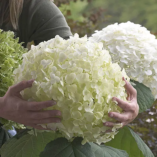 Hydrangea 'Incrediball' Plant in 3L Pot - Huge White Flowers, Established Plant for UK Gardens - Bee and Butterfly Friendly Plant