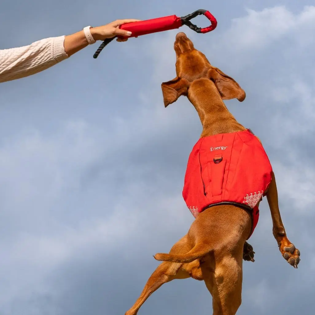 iEnergy SOL Floating Tug Toy for fetching and water play
