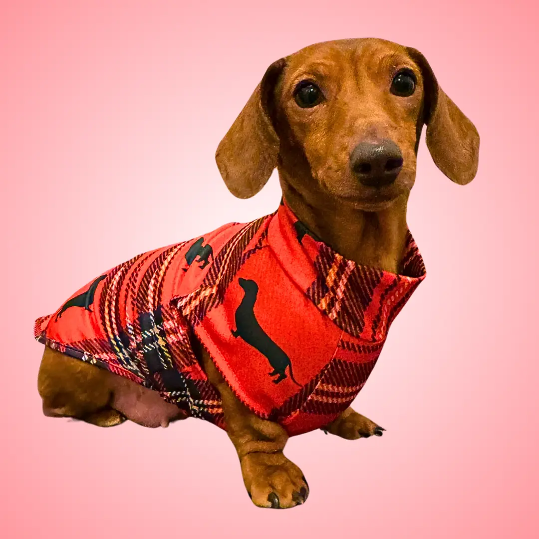 Dachshund Second Skin Tee - ‘Tart’n Up’