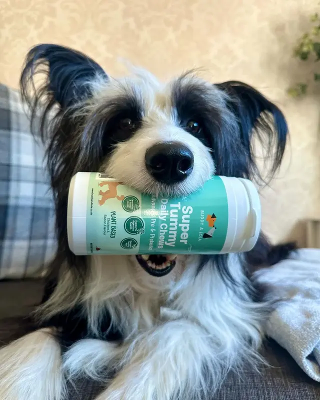 Buddy & Lola | Probiotic Soft Chews for Dog Gut Health | Plant Based Daily Digestive Supplement | Natural Probiotic Treats | Firmer Poops & Less Wind | Supports Healthy Skin & Coat | Helps Itchy Skin | 60 Probiotic Chews for Dogs | Made in UK 6