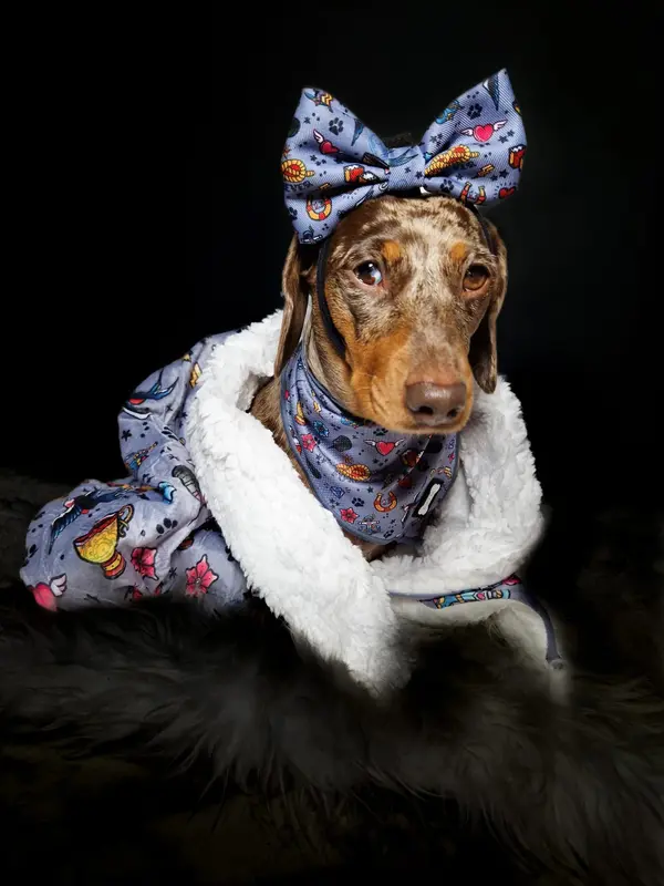 Artful Dogster Collar for Small to Medium-Sized Breeds 5