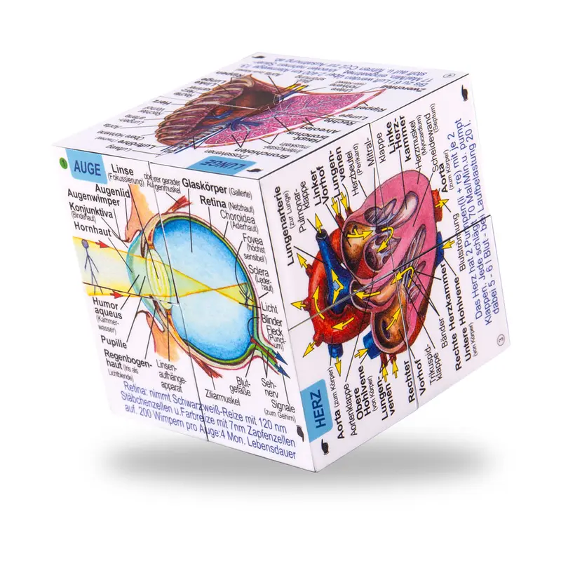 German Human Body Systems and Statistics Cube Book 0