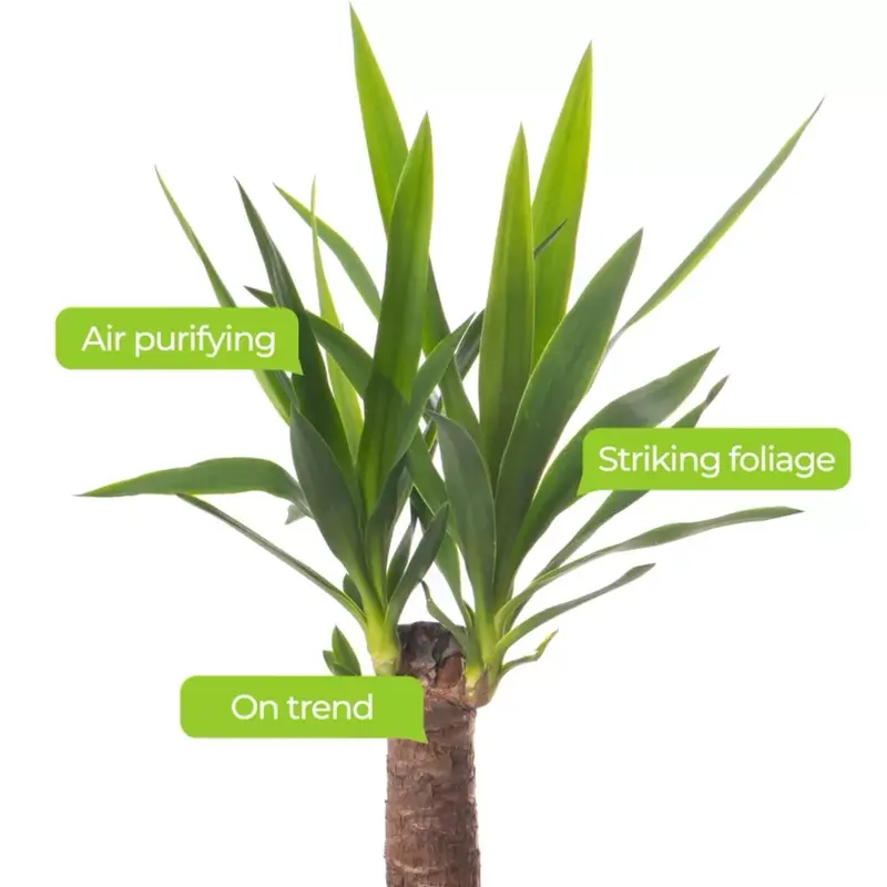 Yucca Elephantipes Large Indoor house Plant Real Evergreen Tall Plants Decor Decorative Fruit Hanging 1