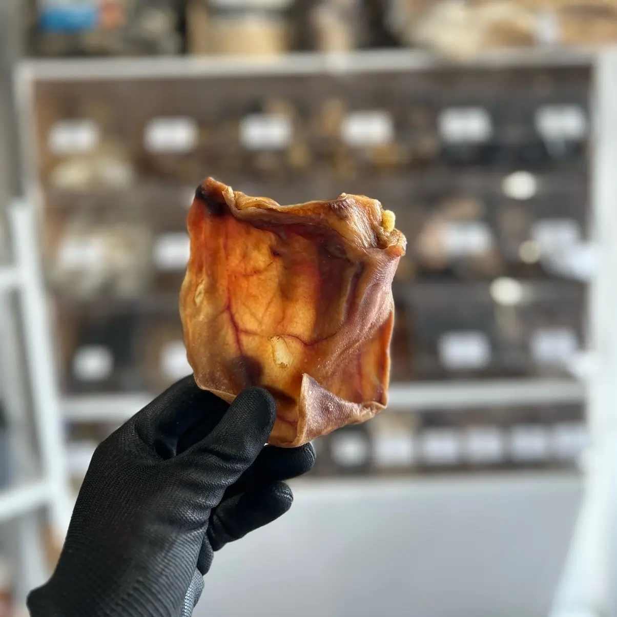 Pig ear