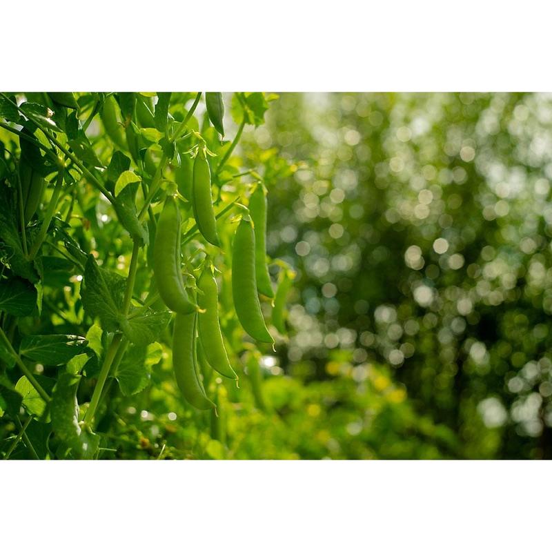 Pea Kelvedon Wonder Vegetable Seeds (Approx. 54 seeds) by Jamieson Brothers 2
