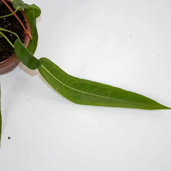 Anthurium pallidiflorum Ø10.5cm H15cm 1