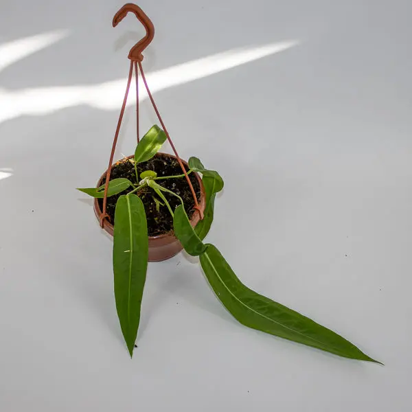 Anthurium pallidiflorum Ø10.5cm H15cm 2