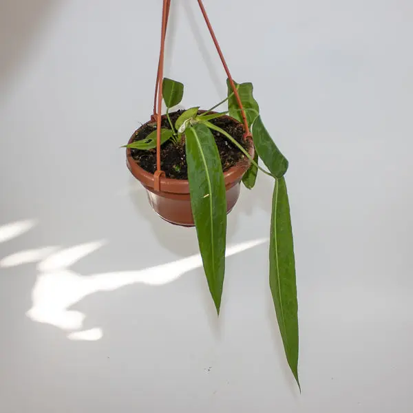 Anthurium pallidiflorum Ø10.5cm H15cm 4