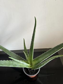 Product Review of Aloe Vera Indoor Houseplant from N**o 2