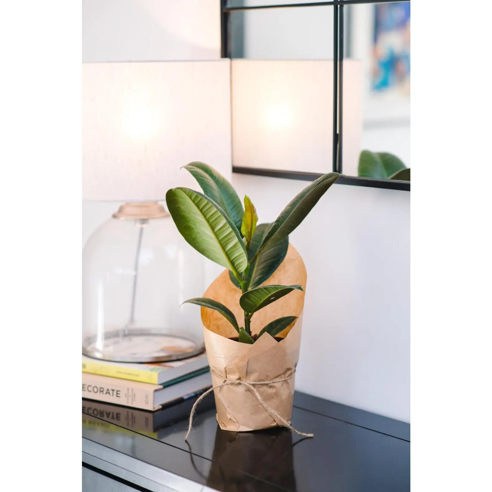 Rubber Plant - Live House Plant