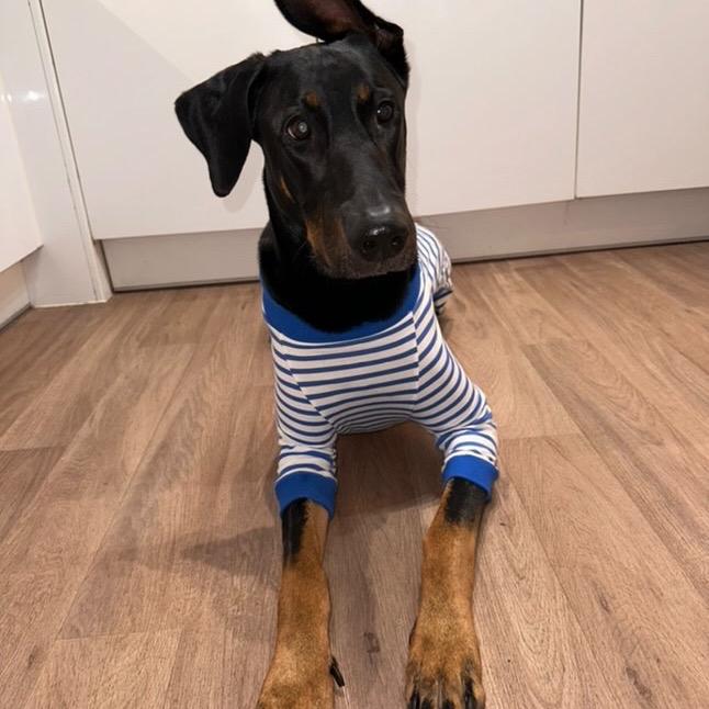 Dog Pyjamas for Large Breeds - Soft and Cozy 3