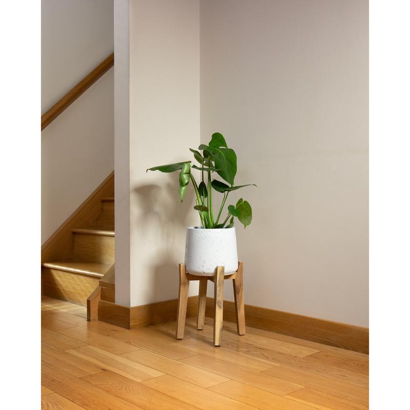 Swiss Cheese Plant Indoor Houseplant - Perfect for Home and Office 4