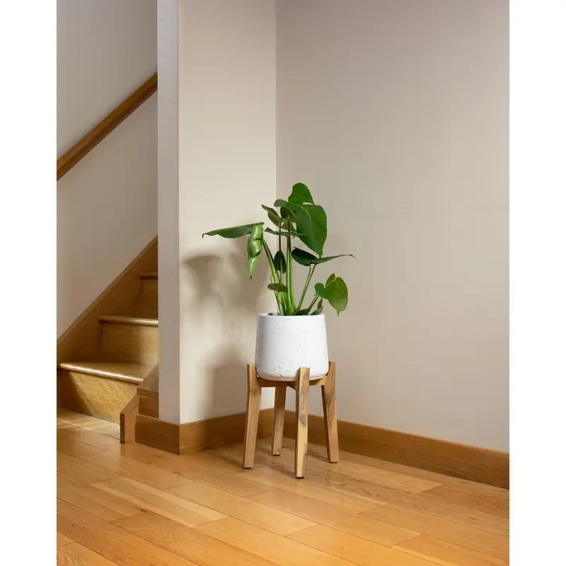 Swiss Cheese Plant Indoor Houseplant - Perfect for Home and Office 4